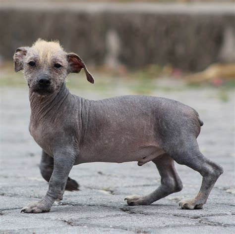 Hairless cats – everything you need to know about。